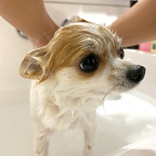 ボリュームある濃密泡のポンプヘッドPF03をボトルと組み合わせ、動き回る愛犬などペットのシャンプー向け泡ポンプボトルとして